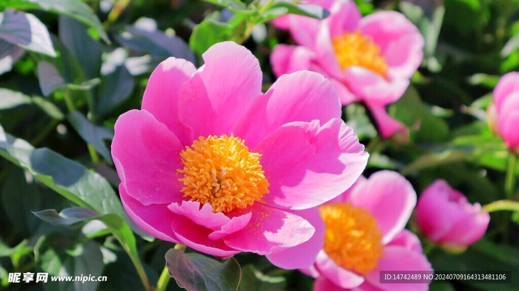 牡丹花