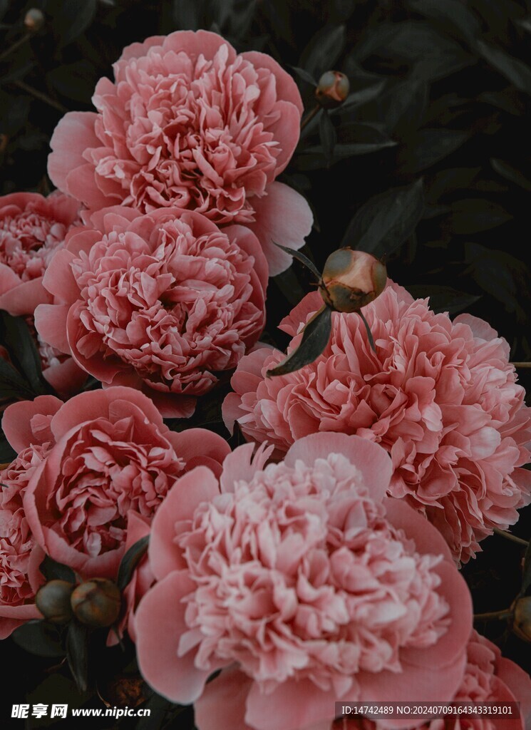 牡丹花