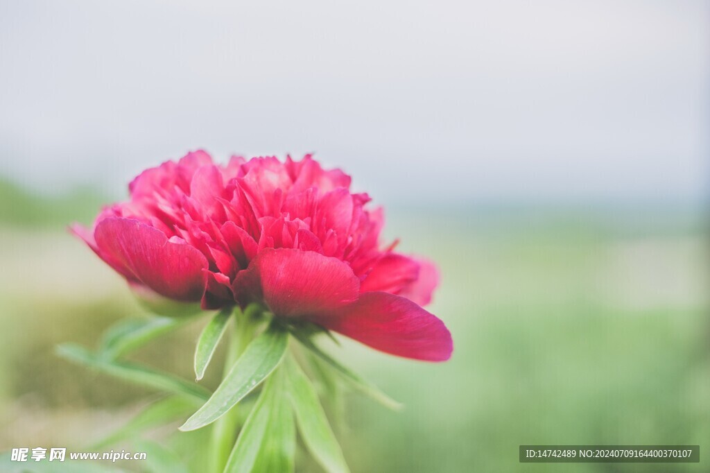 牡丹花