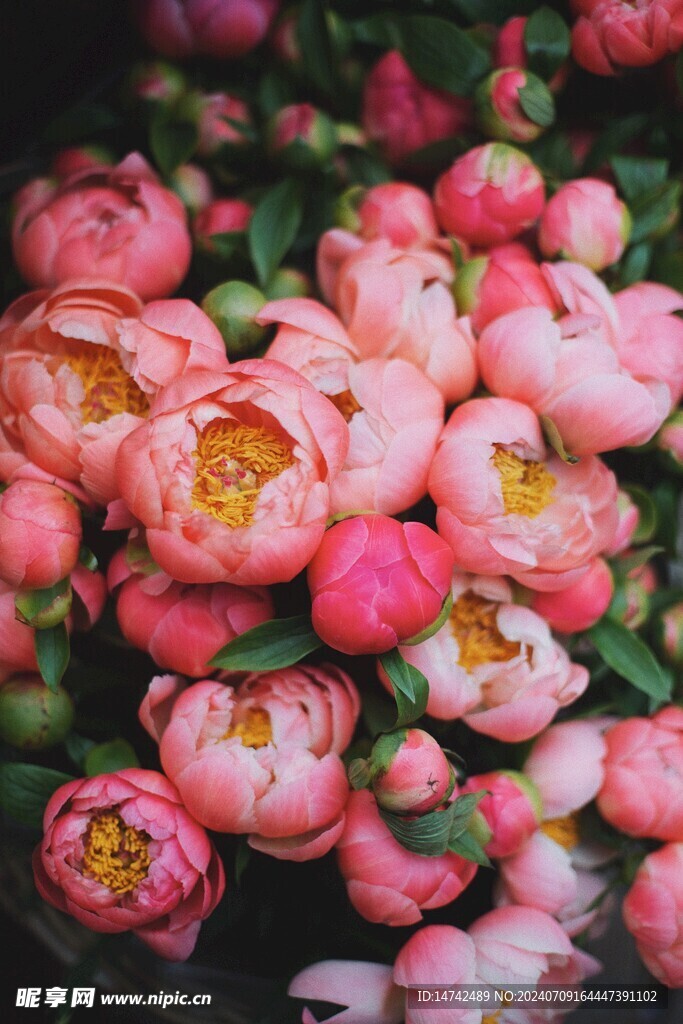 牡丹花 