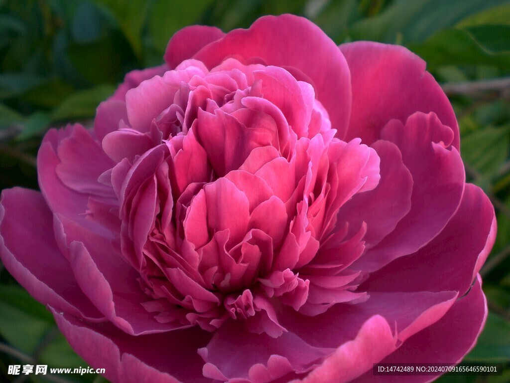 牡丹花