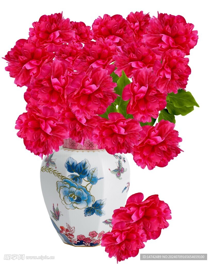 牡丹花
