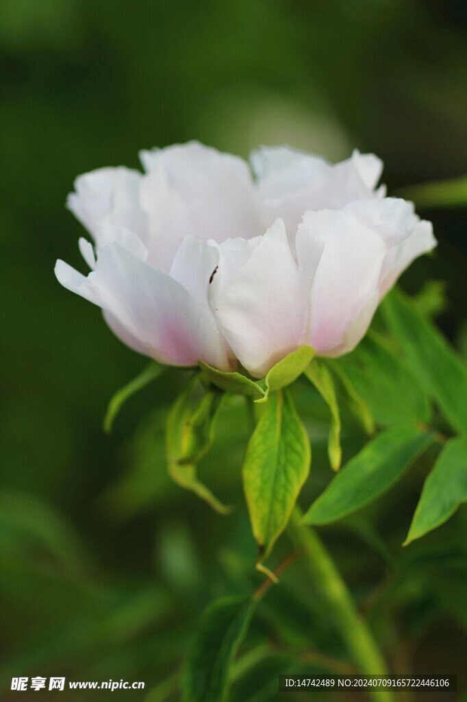 牡丹花
