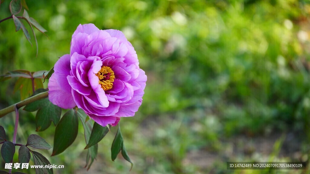 牡丹花