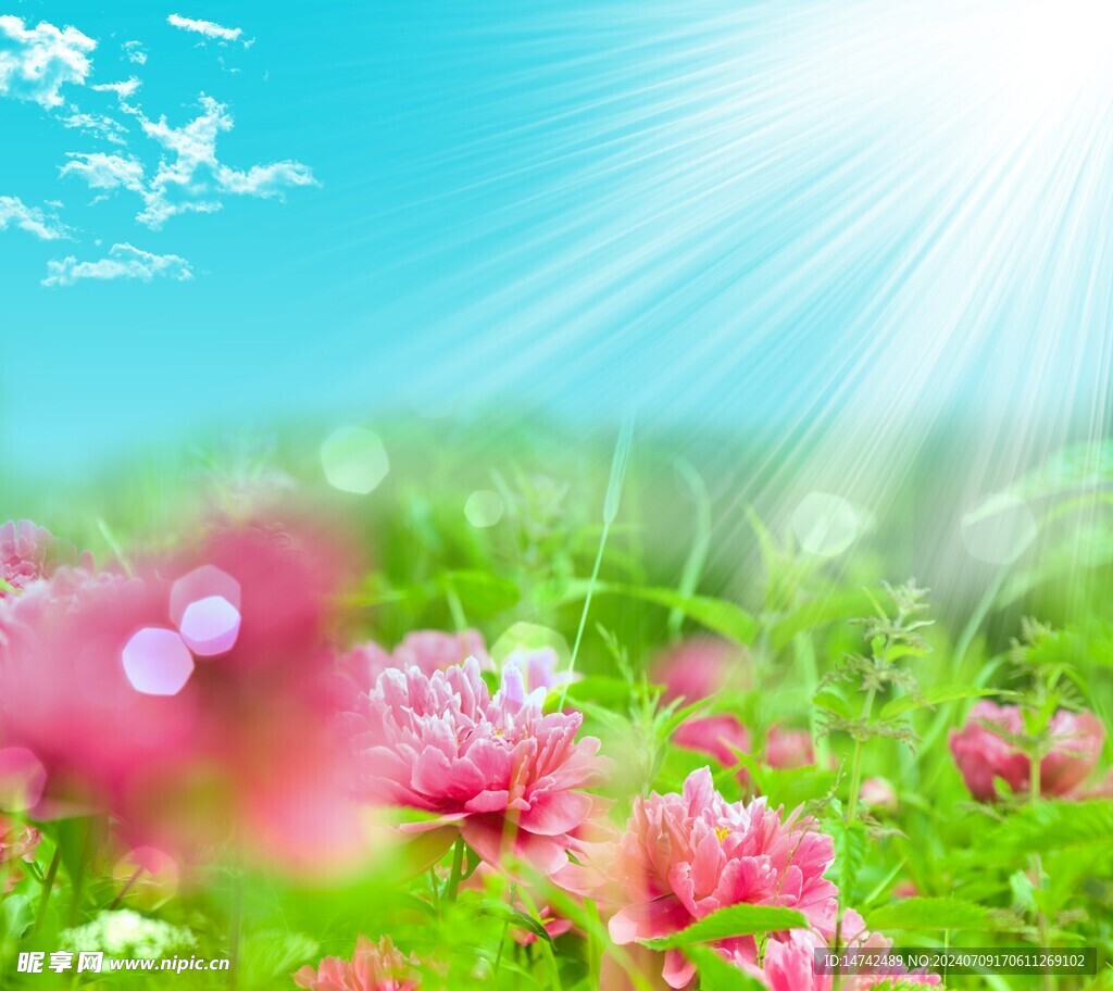 牡丹花
