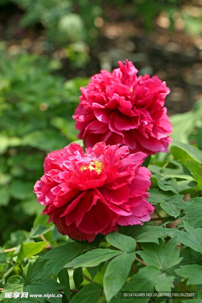 牡丹花