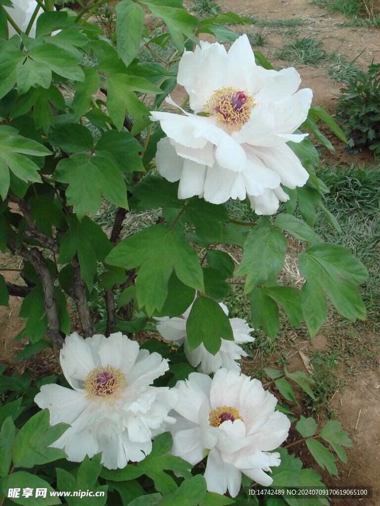 牡丹花
