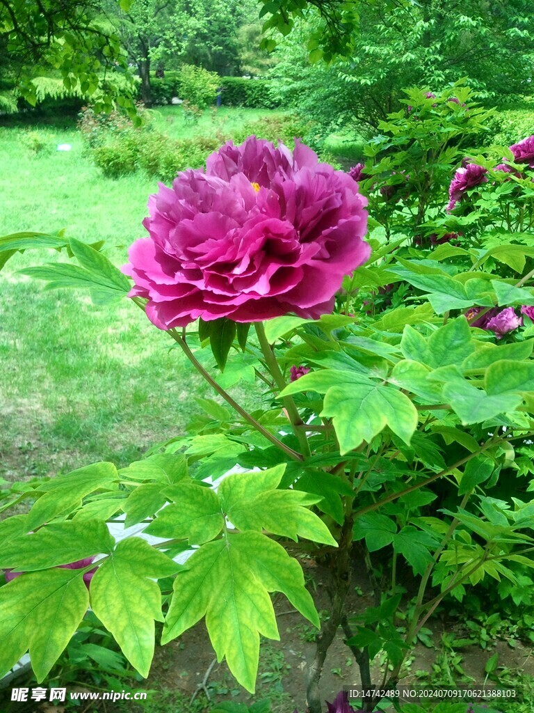 牡丹花