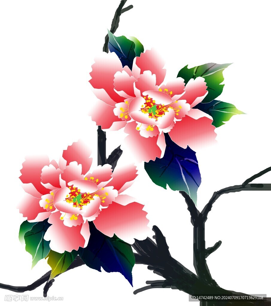 牡丹花