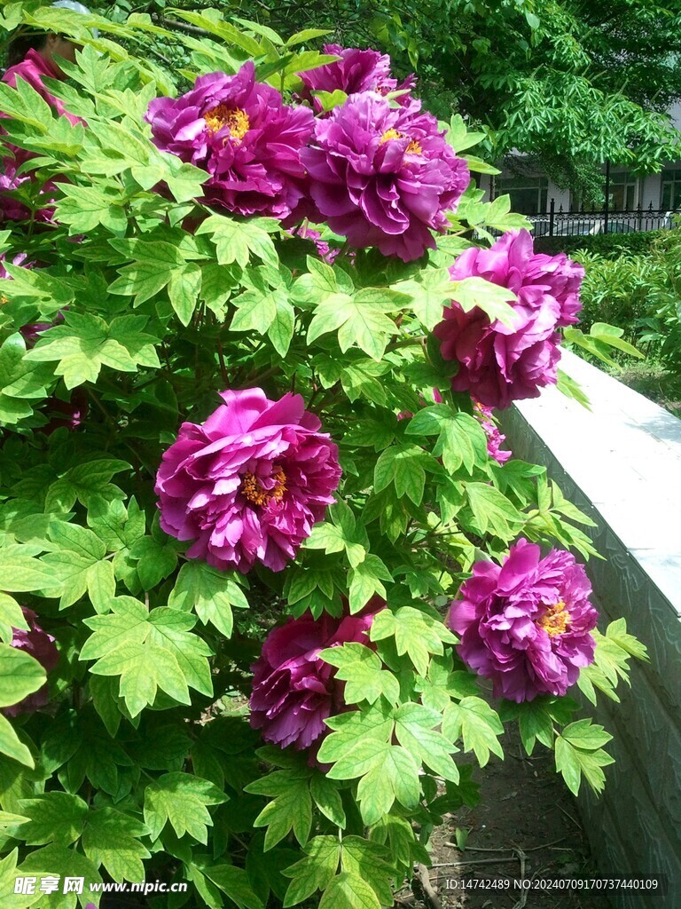 牡丹花