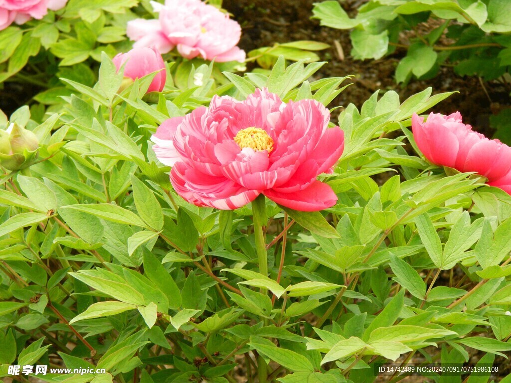 牡丹花
