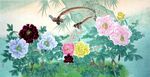 牡丹花写实