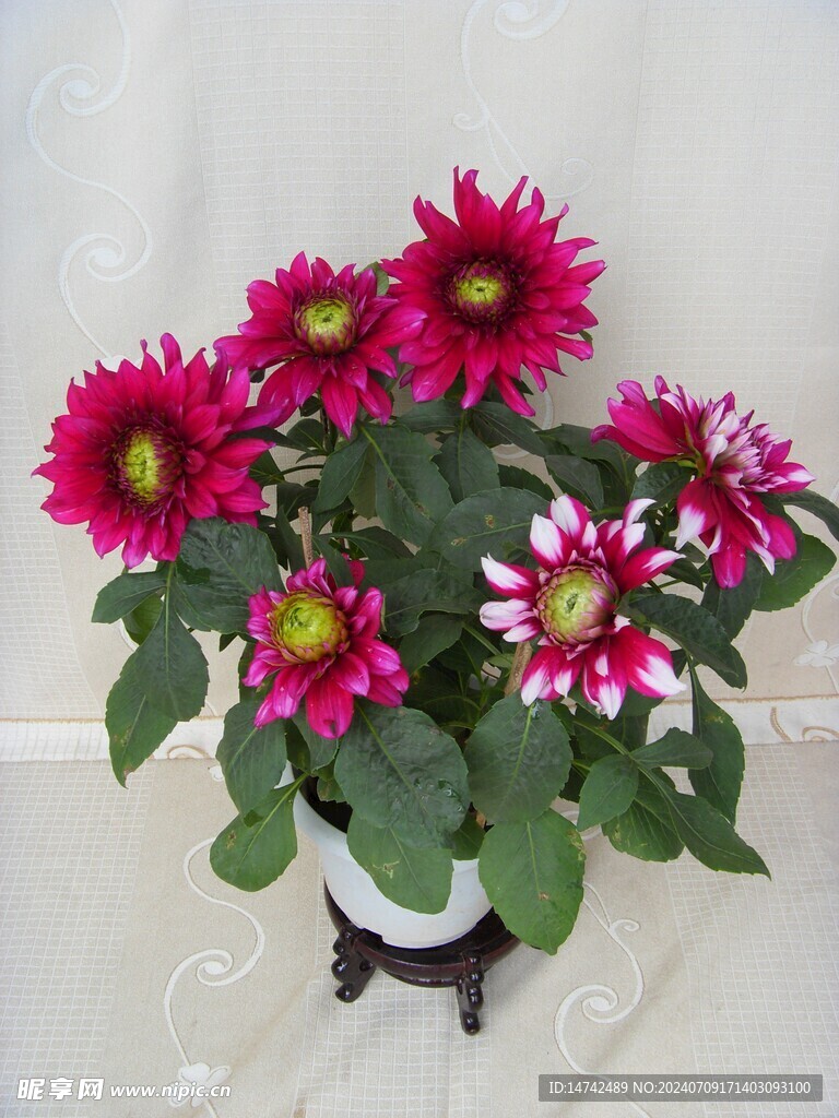牡丹花