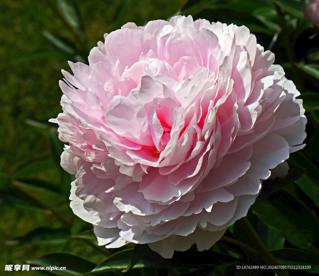 牡丹花特写