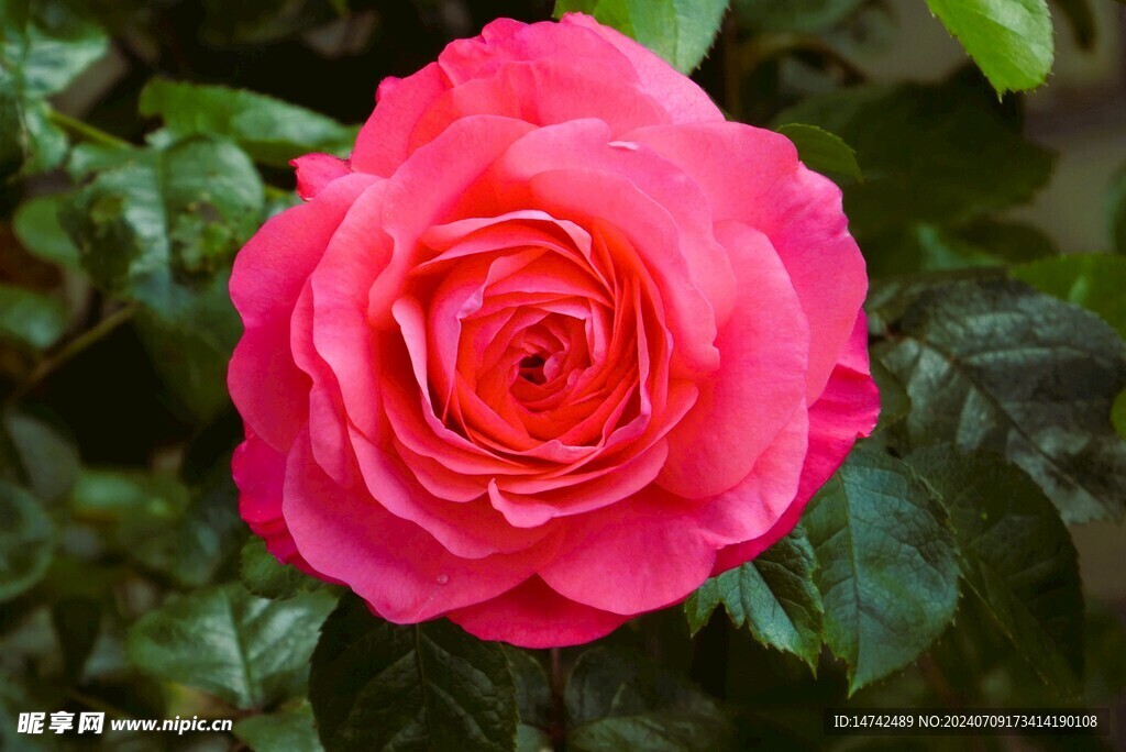 玫瑰花特写