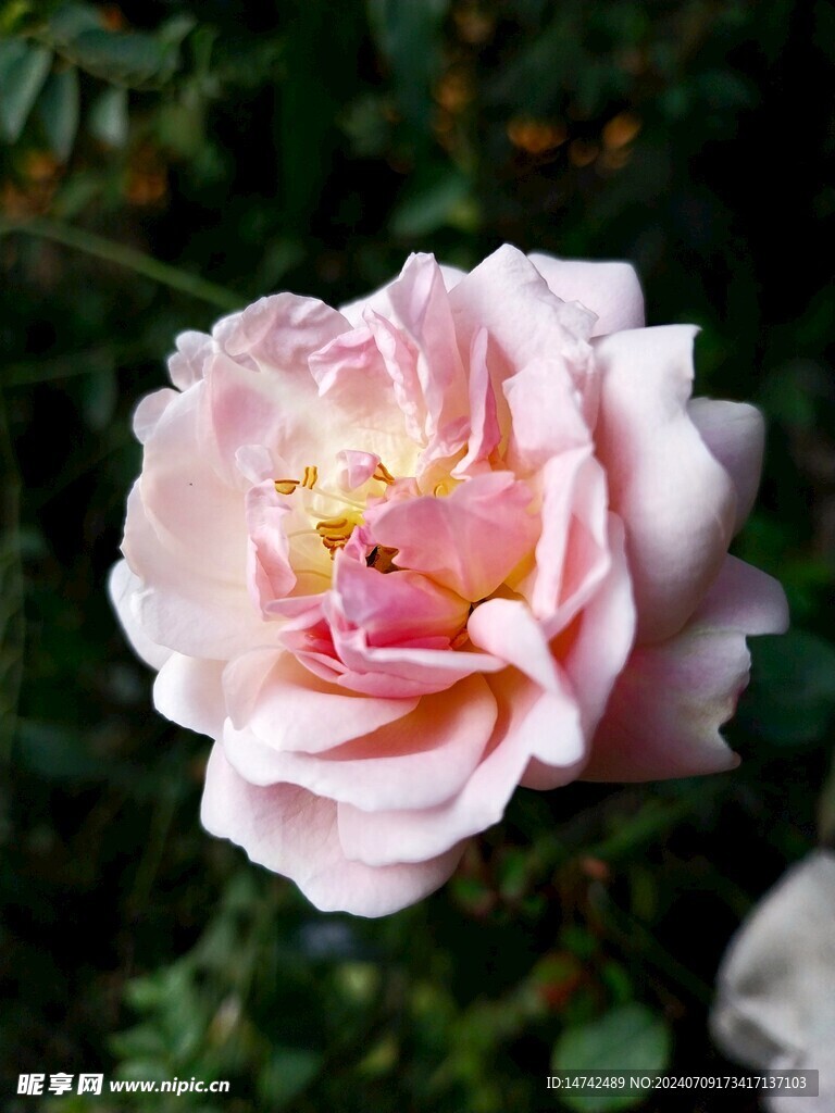 玫瑰