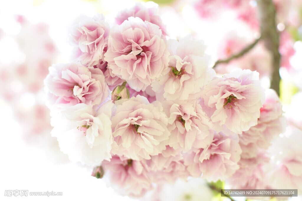 樱花