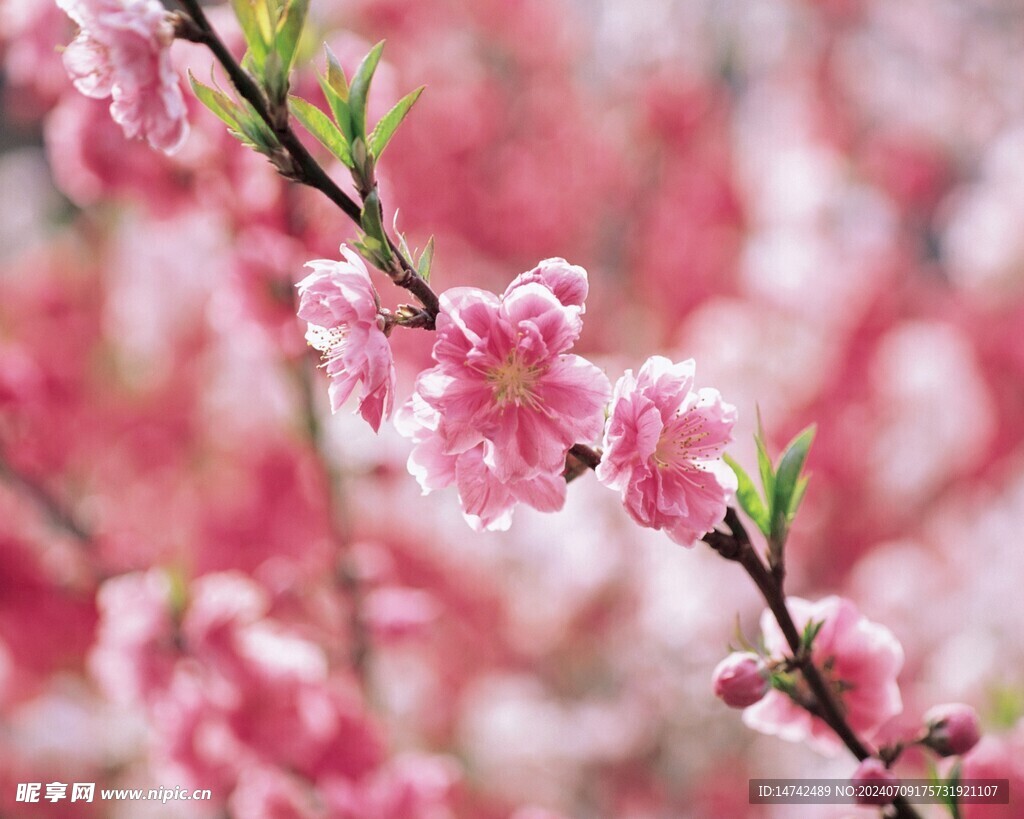 樱花