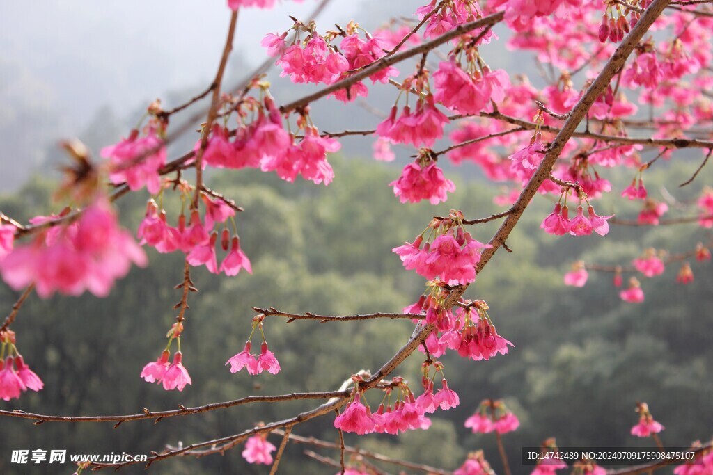 樱花             