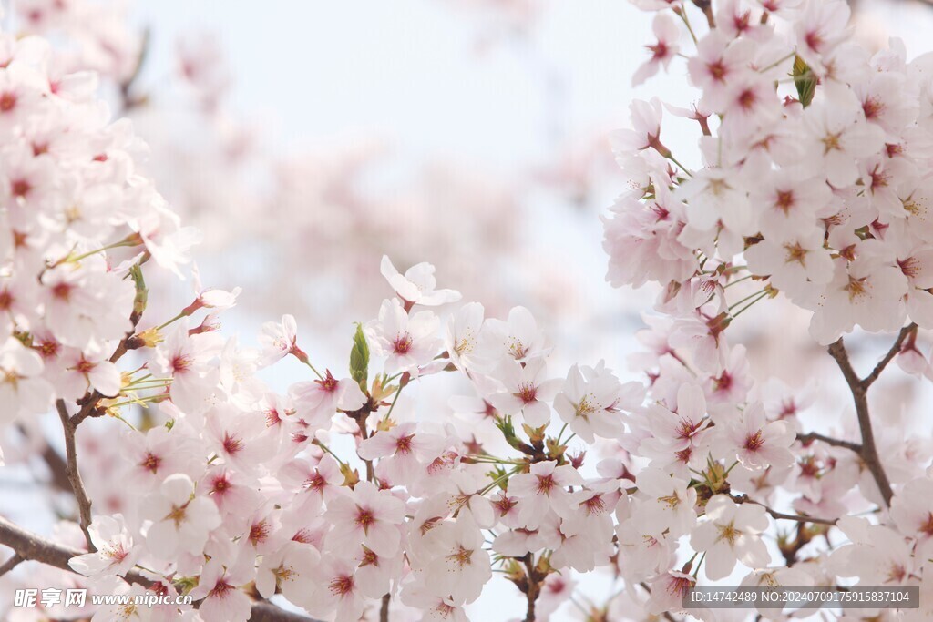 樱花