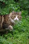 虎斑猫