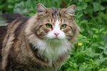 虎斑猫