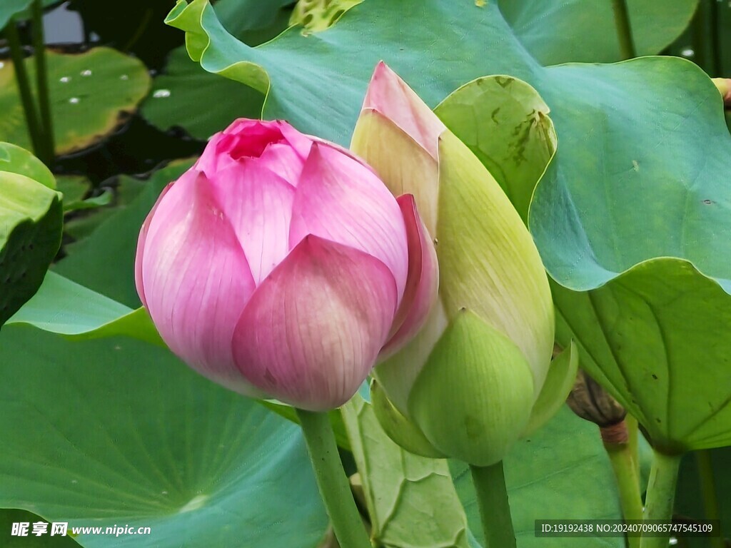 荷花荷叶  