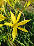 黄花菜