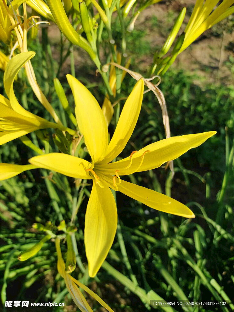 黄花菜