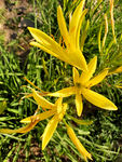 黄花菜