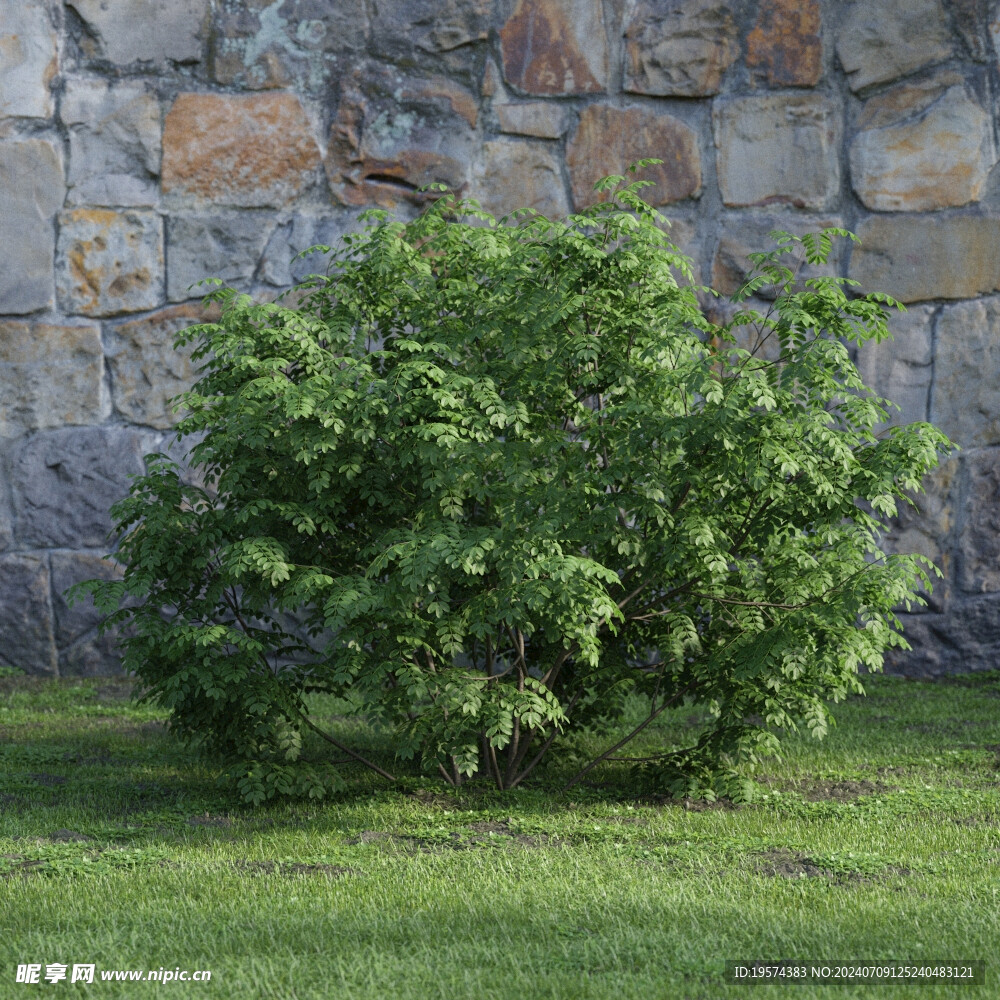 C4D模型 绿色植物