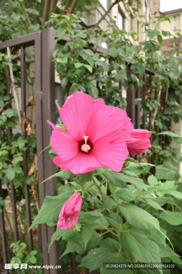 芙蓉葵