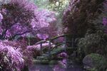 梦幻樱花紫
