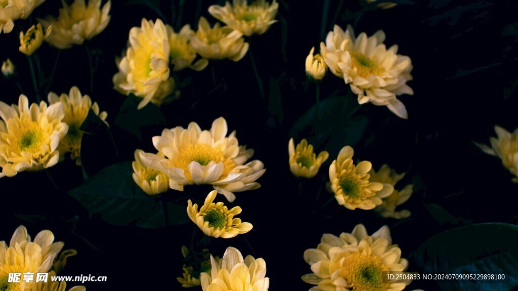 菊花