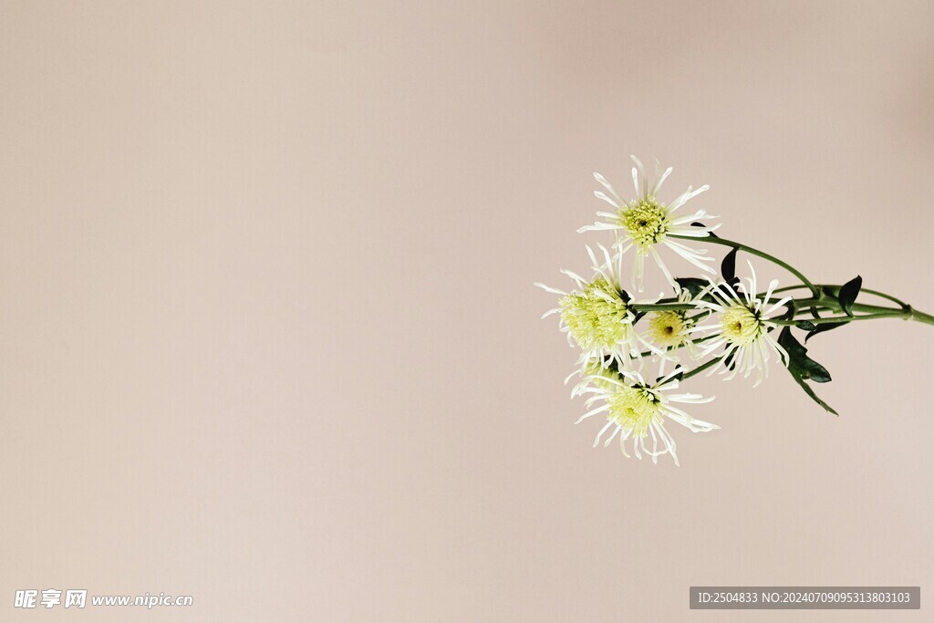 菊花