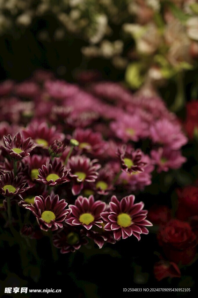 菊花