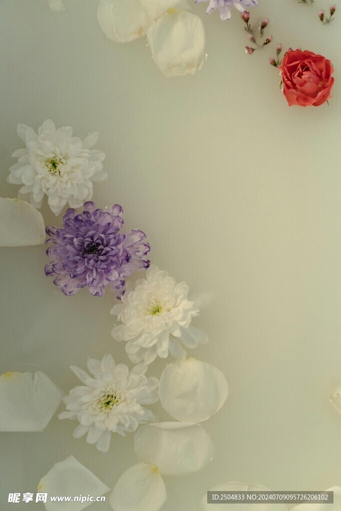 菊花