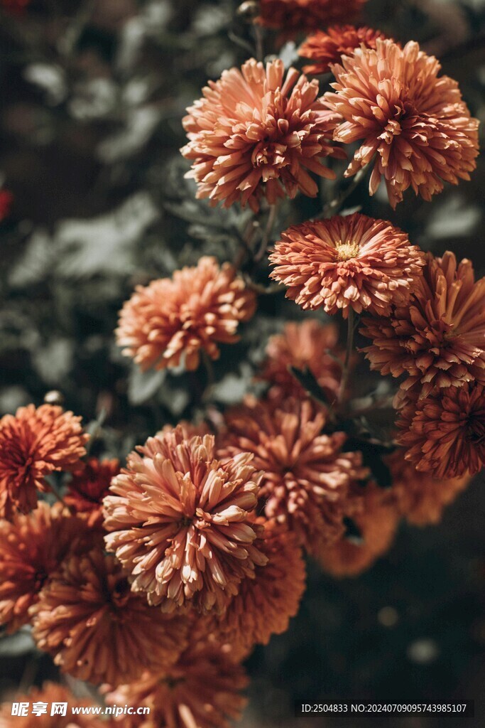 菊花