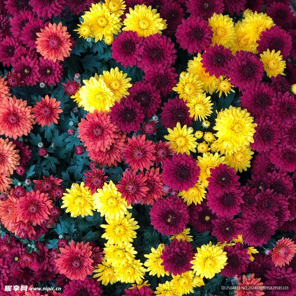 菊花