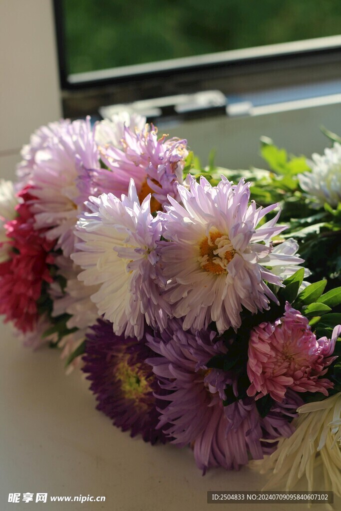 菊花