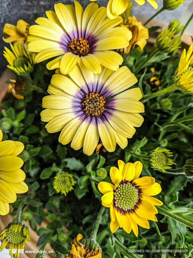 菊花