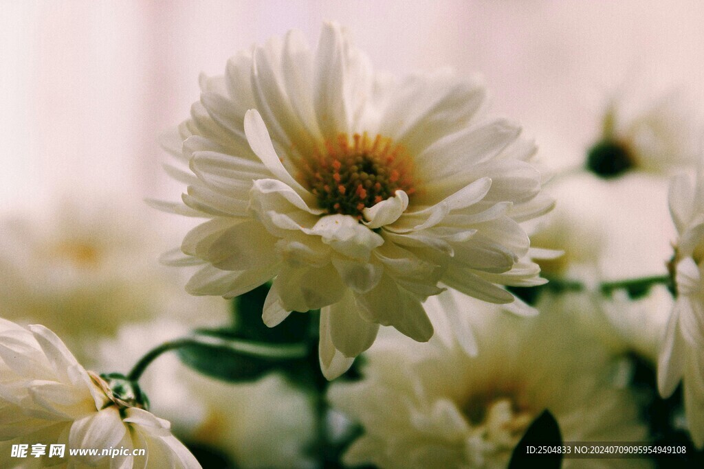 菊花