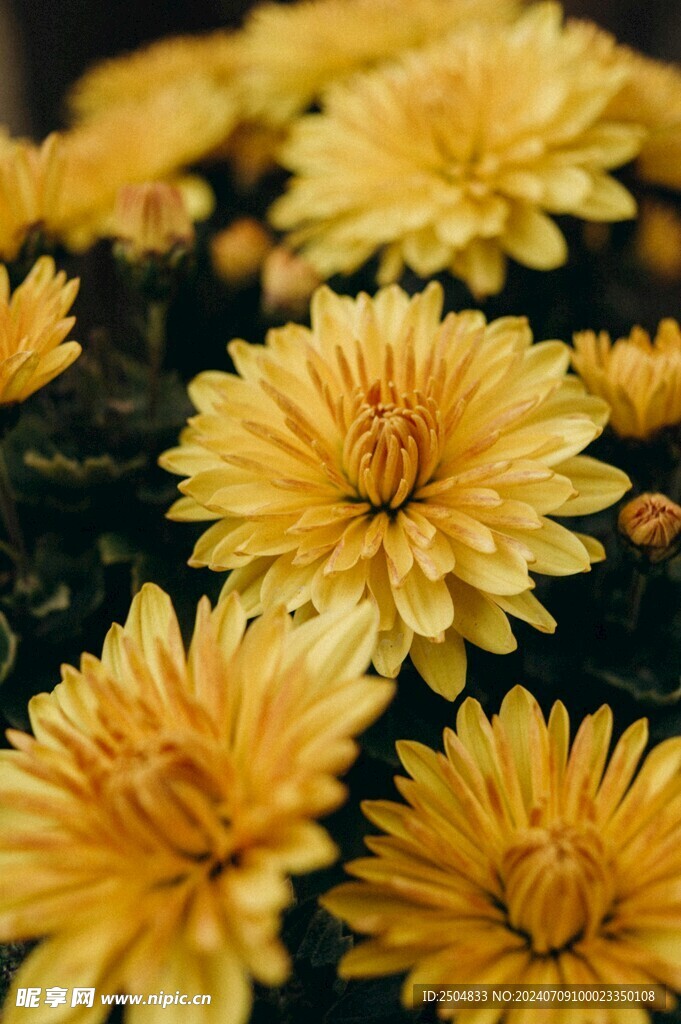 菊花