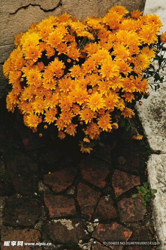 菊花