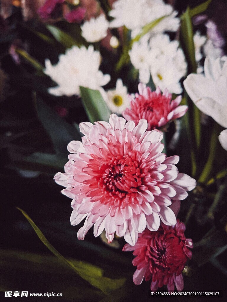 菊花