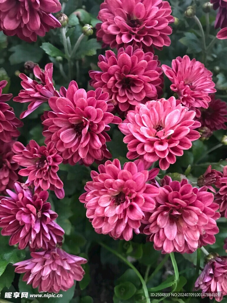 菊花