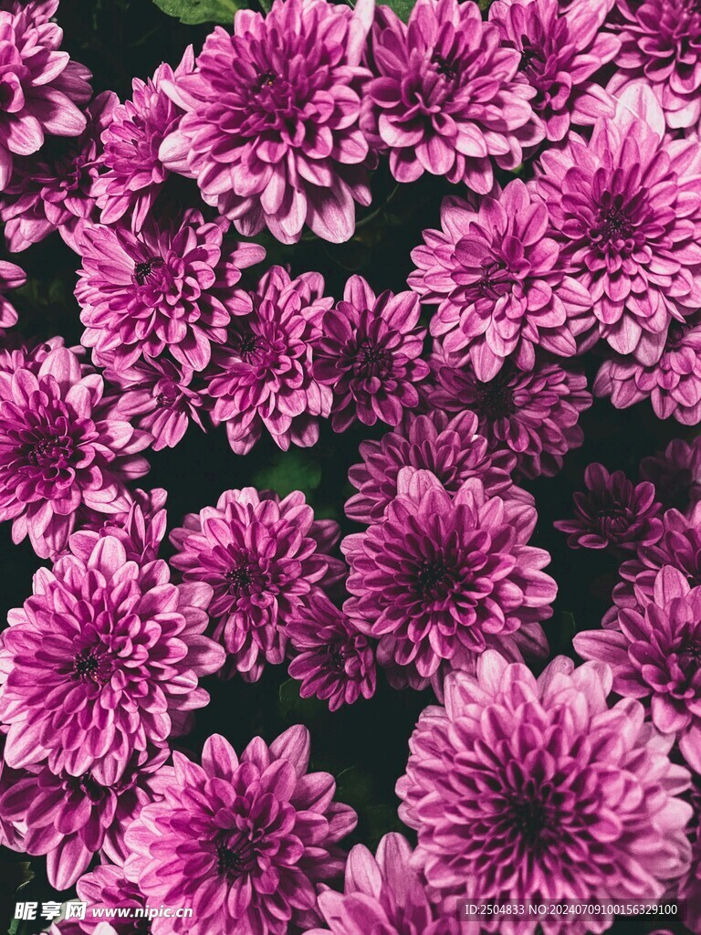 菊花
