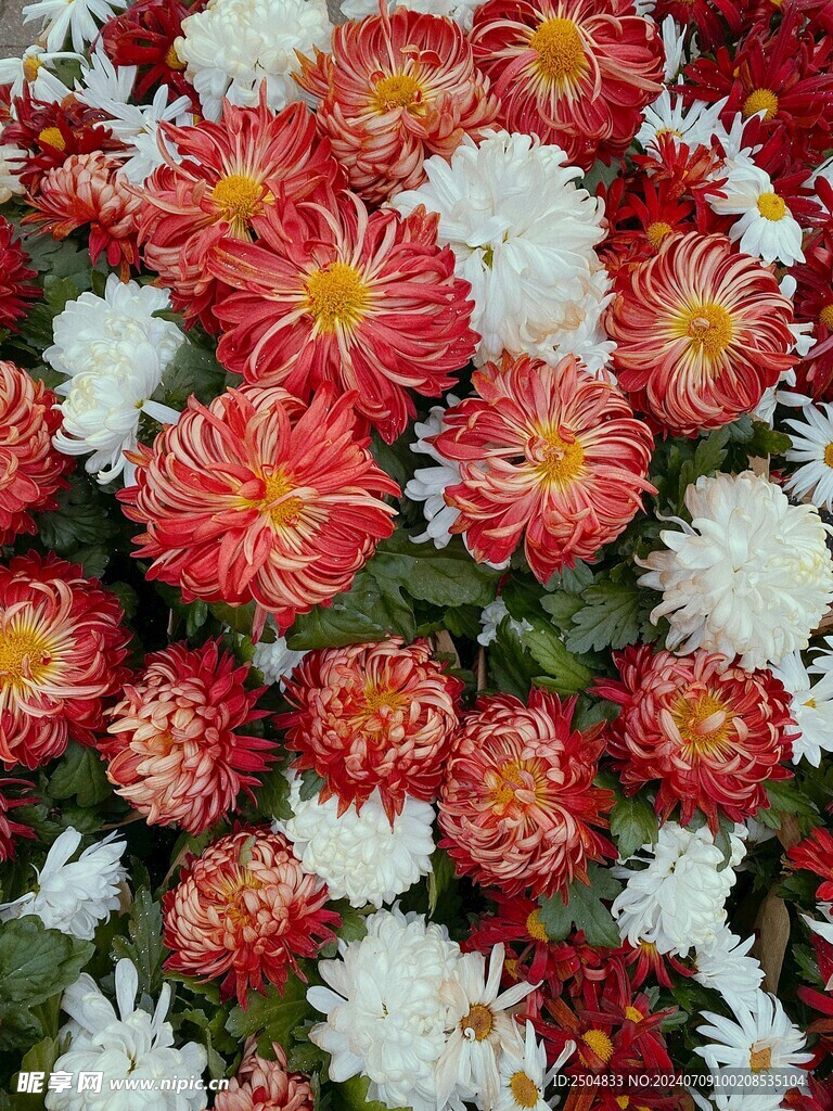 菊花