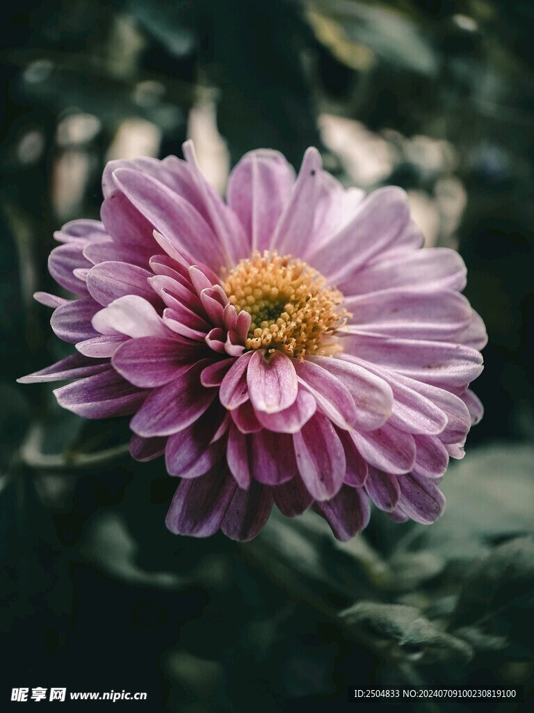 菊花