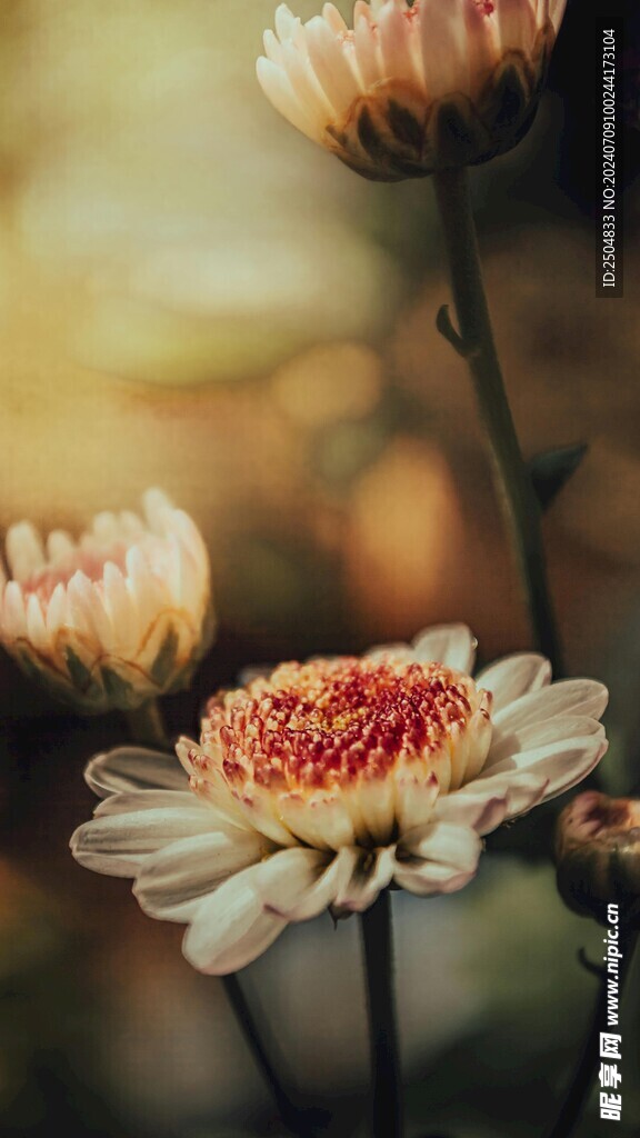 菊花